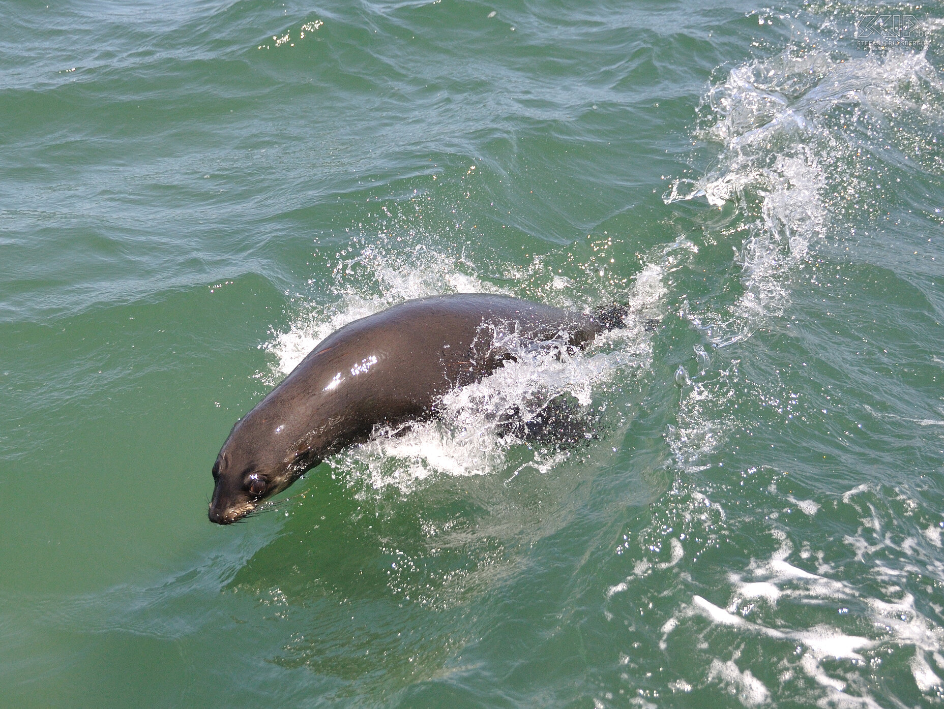 Walvisbay - Sea lion  Stefan Cruysberghs